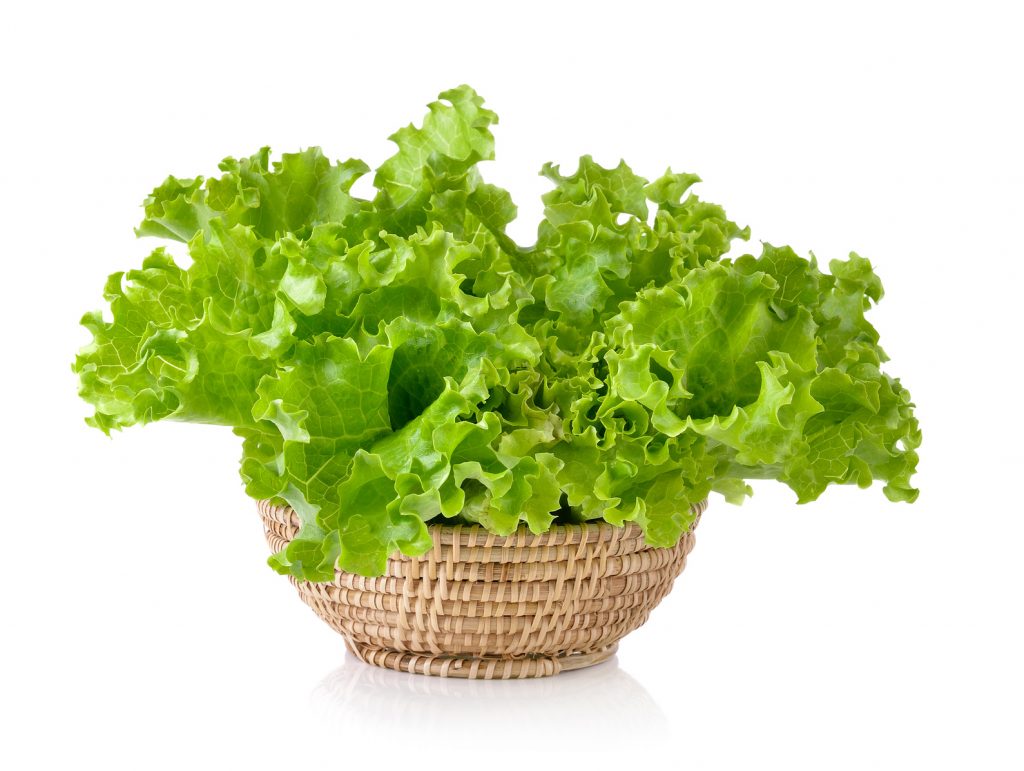 Fresh green lettuce in the basket isolated on a white background