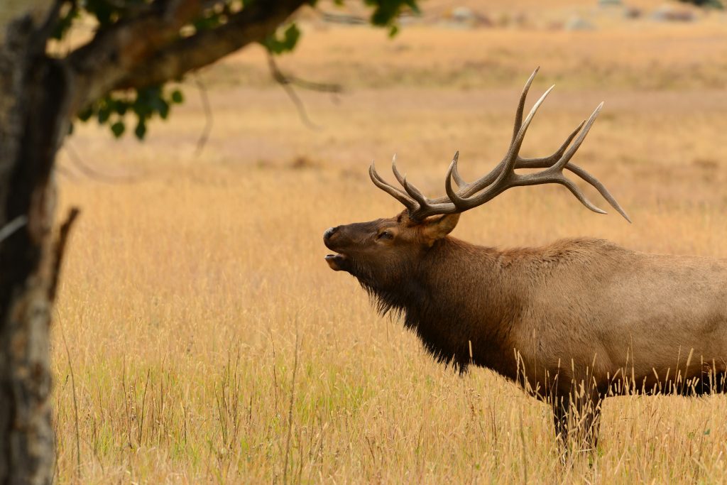 Bull elk bugling during fall mating season in the Rocky Mountains