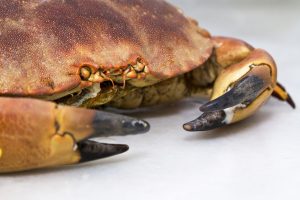 Nuoret pojat lähtivät mutaiseen joen uomaan metsästämään valtavia taskurapuja crab isolated