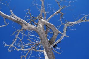 Thumbnail for 100166