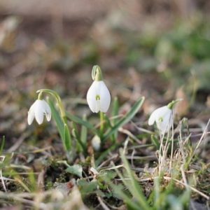 Thumbnail for 100650