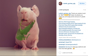 Tämä marsu poseeraa lempiruokiensa kanssa Instagramissa Ludwikmarsu