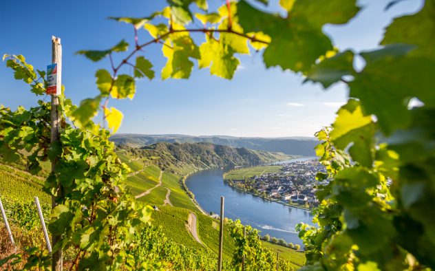 Mosel Panorama wine winery