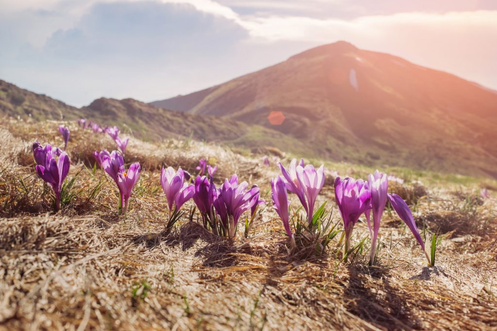 Blossom of crocuses flowers in the mountain valley in summer on warm sun light