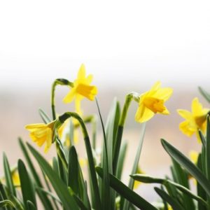 Thumbnail for 101200