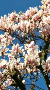 Teriyaki kanaa, inkiväärihillokkeella ja nuudelisalaatilla. Super maukasta ja kevyttä. Thumbnail for 101734