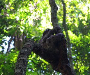 Thumbnail for 102029