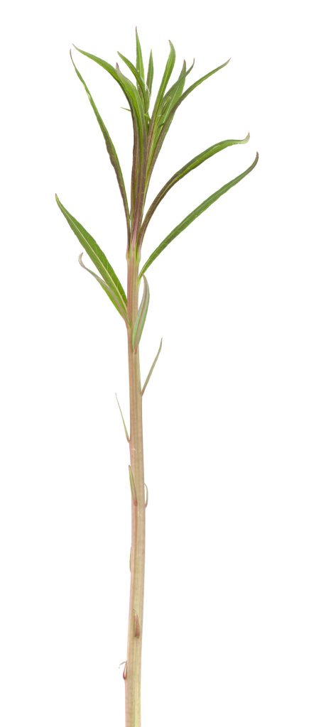 Fireweed (Epilobium angustifolium) isolated on white