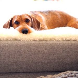 Thumbnail for 105171