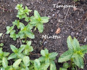 Thumbnail for 105325