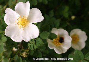 Thumbnail for 106698