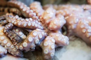 Raw and fresh octopus on ice – small focus