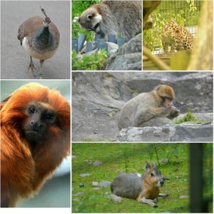 Thumbnail for 108870