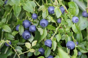 Thumbnail for 109906