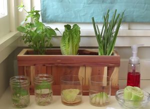 Yrtit ja vihannekset