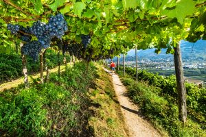 Viiniä vuorokauden ympäri ilmaiseksi – Italiaiseen kylään avattiin viinilähde Viinitila Italiassa