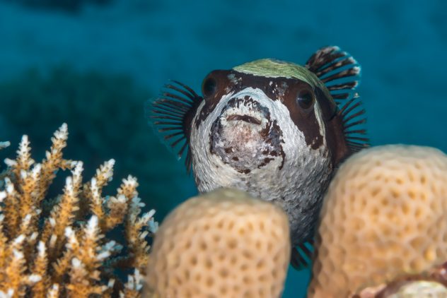 Masked Puffer fish