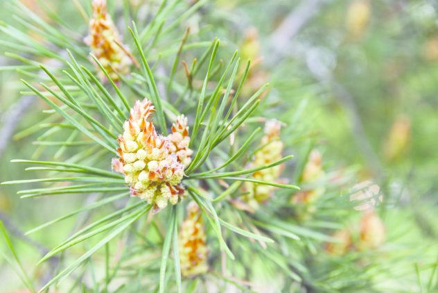 pine branch with cones in spring