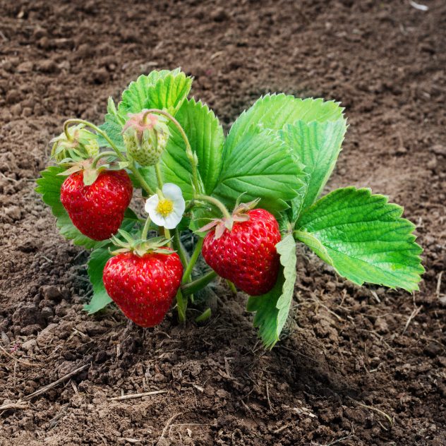 Strawberry bush grow in garden