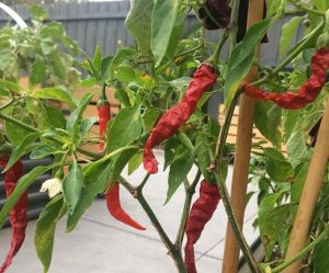 Saitko haavan? Tämä mauste tyrehdyttää vuodon alle minuutissa Cayennepippuri