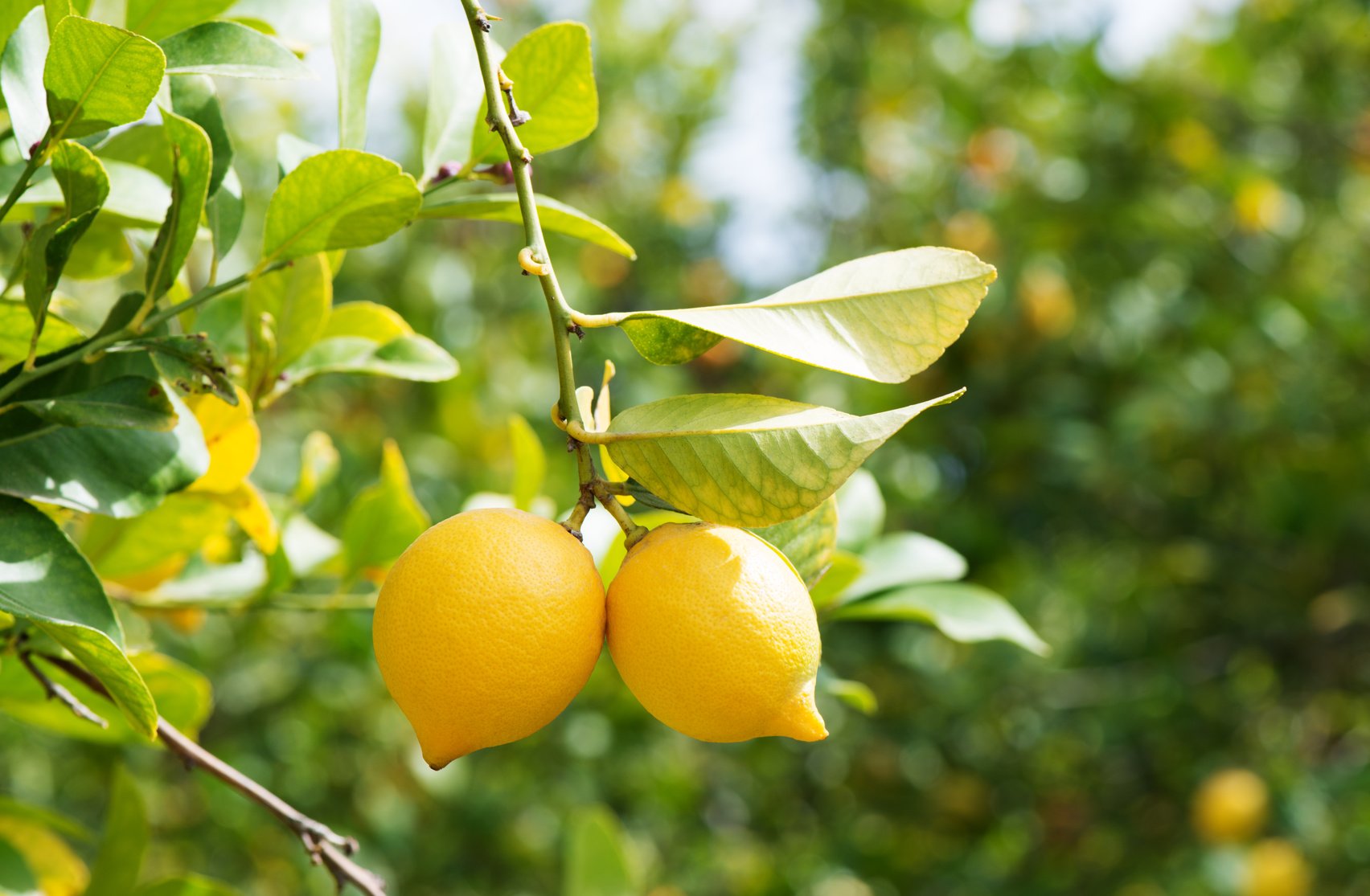 Lemons in orchard