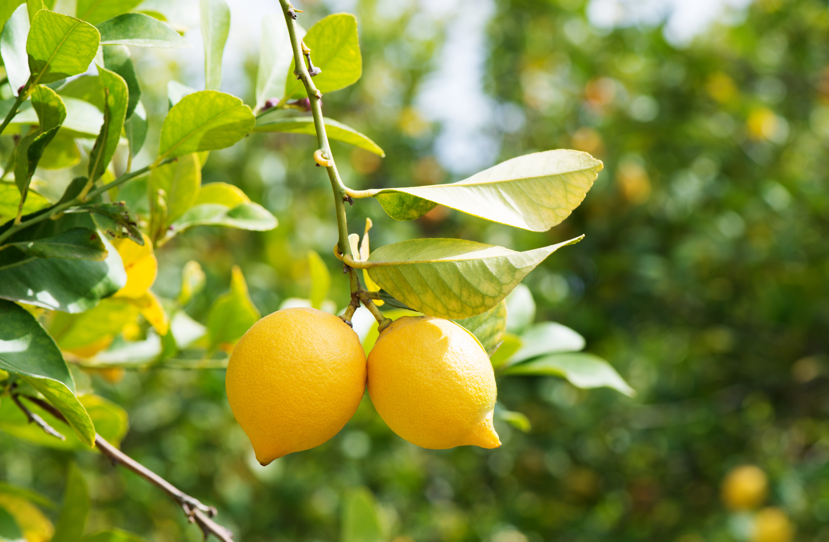 Two yellow lemons on a background of lemon trees in garden.