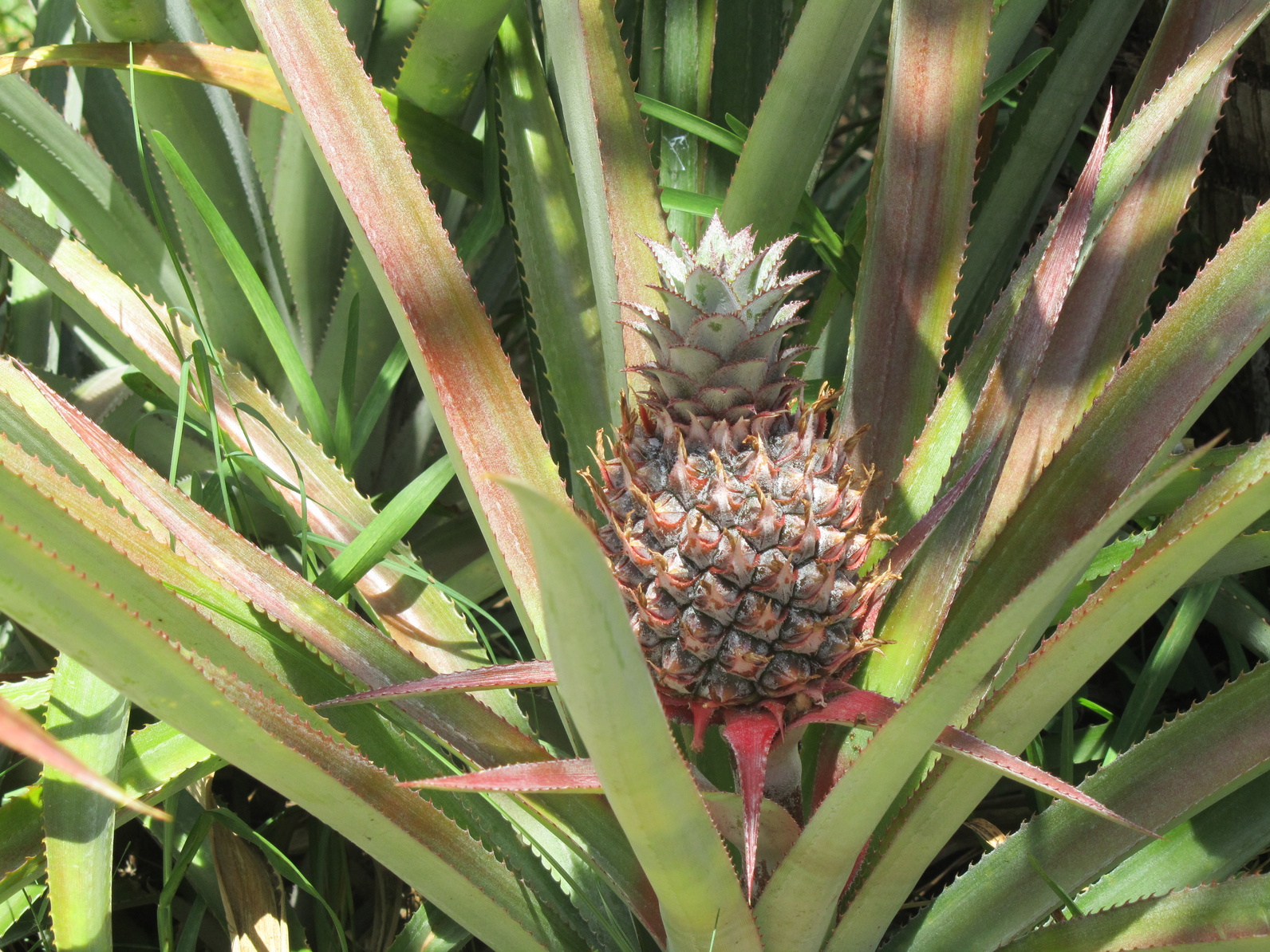 Ananas victoria2