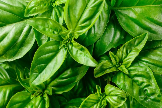 Fresh basil leaves.