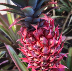 Geenimuunneltu ananas jakaa mielipiteitä — söisitkö sinä? Screenshot 2017-05-20 at 15.43.54