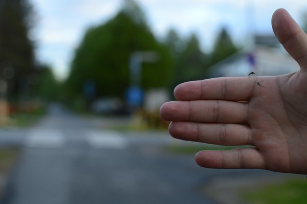 Thumbnail for 126784