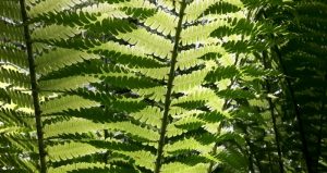 Thumbnail for 127542