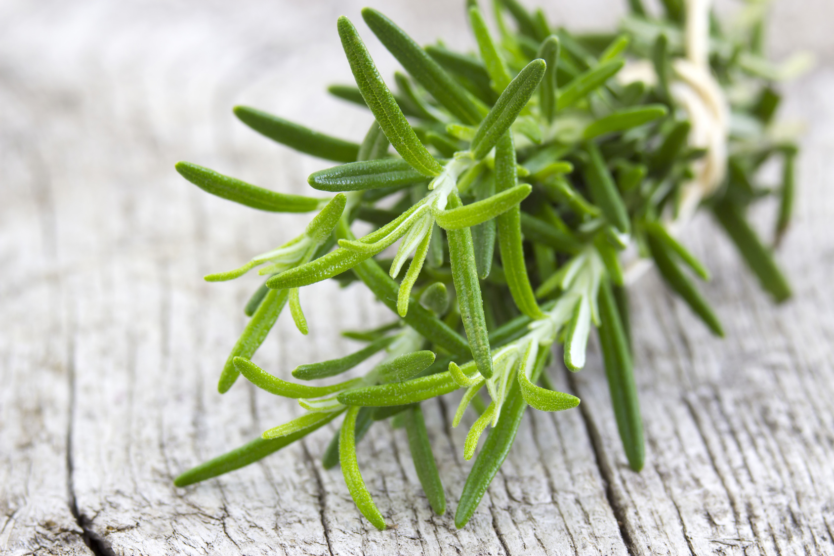 fresh rosemary (Rosmarinus officinalis)