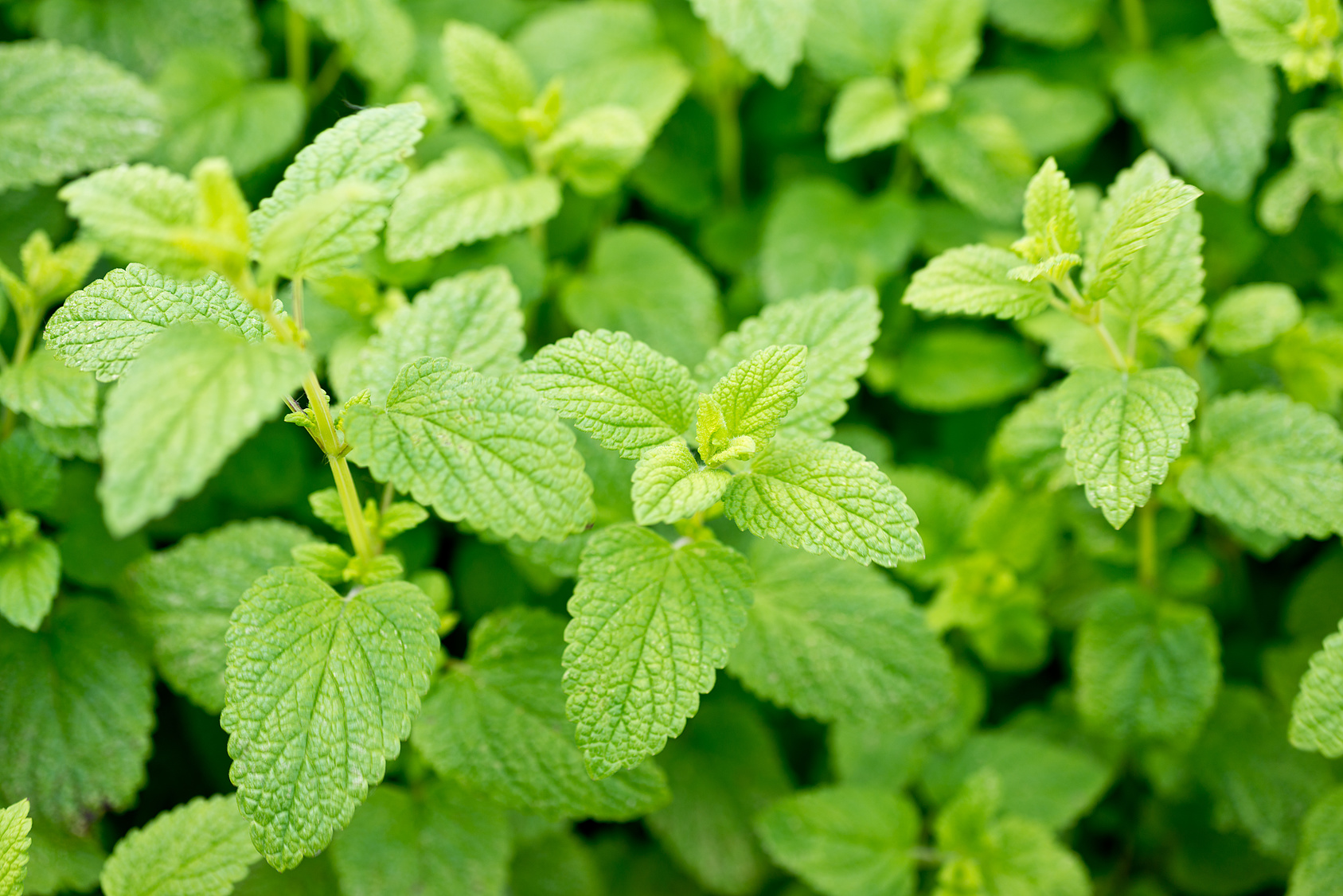 lemon balm