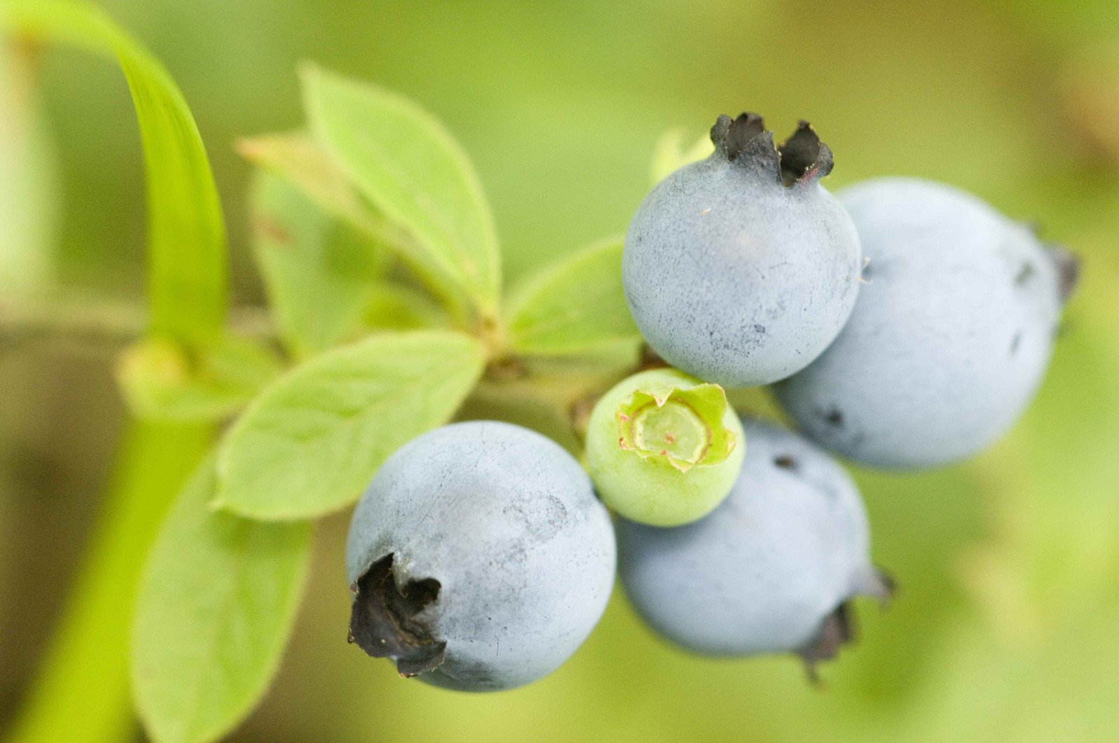 Close_up_of_cluster_of_ripened_wild_blueberries_fruit