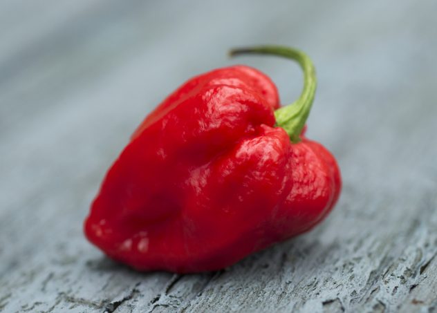 Carolina Reaper or HP22B Cilli Pepper is the world’s hottest pepper.