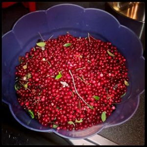 Reseptejä kauden Superfoodista-Puolukkahillo, -survos ja puolukkavoi riista-, maksa- ja kaaliruokien täydentäjäksi Thumbnail for 131175