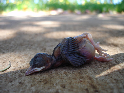 Thumbnail for 134852