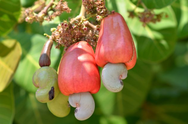 Cashew fruit