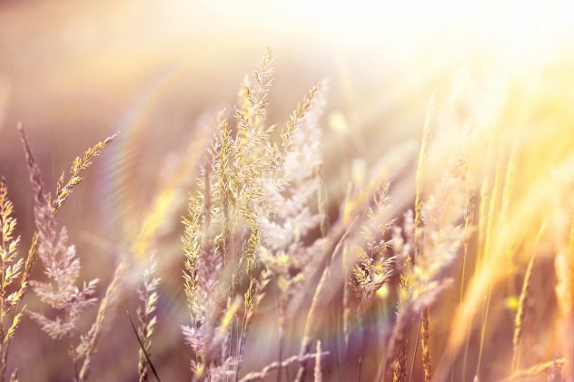 Sunset in a field of high grass