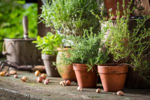 Aromatic and healthy herbs on the old porch