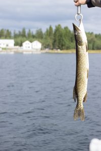 Thumbnail for 138741