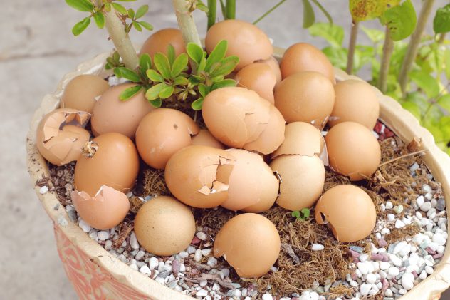 crushed egg shell, natural fertilizer on potted plant