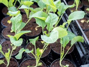 Thumbnail for 141995