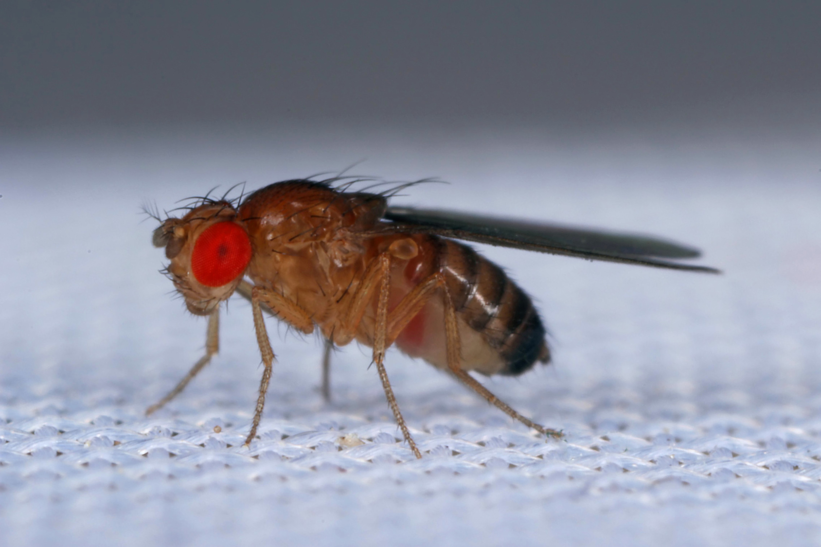 common fruit fly or vinegar fly Drosophila melanogaster is a species of fly in the family Drosophilidae. It is pest of fruits and food made from fruit