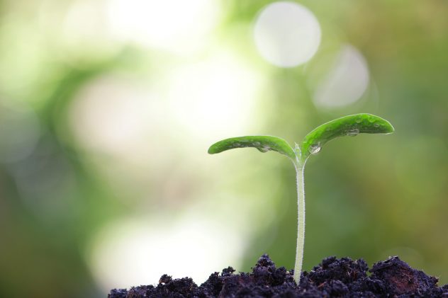 Growing pumpkin plant