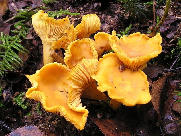 798px-Chanterelle_Cantharellus_cibarius