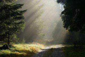 Morgens im Wald bei Nebel