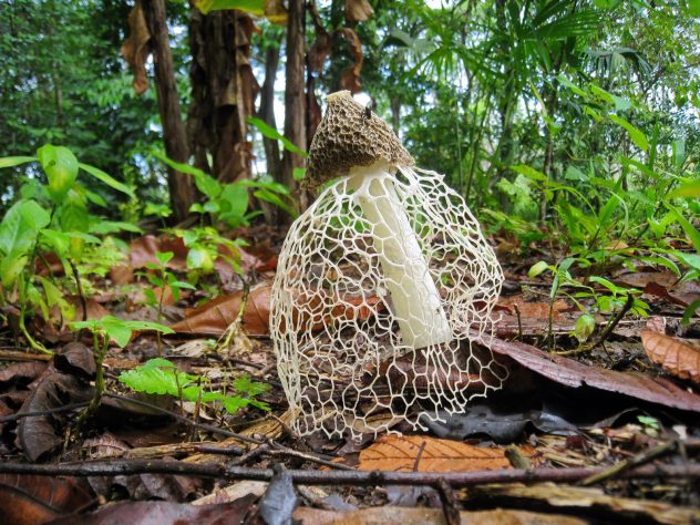 Phallus indusiatus mushroom long net stinkhorn