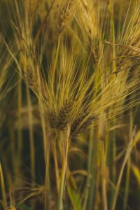 Thumbnail for 145925