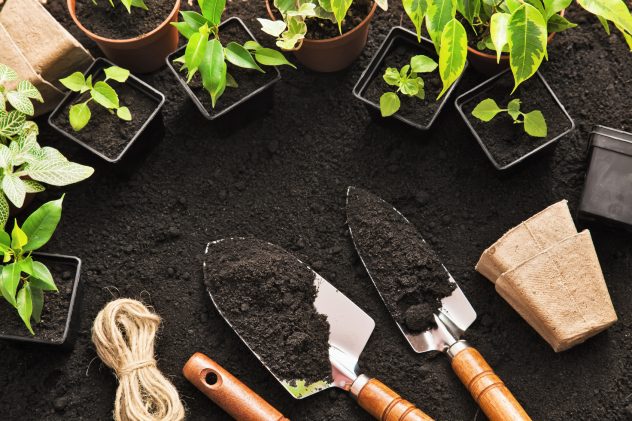 Gardening tools and plants